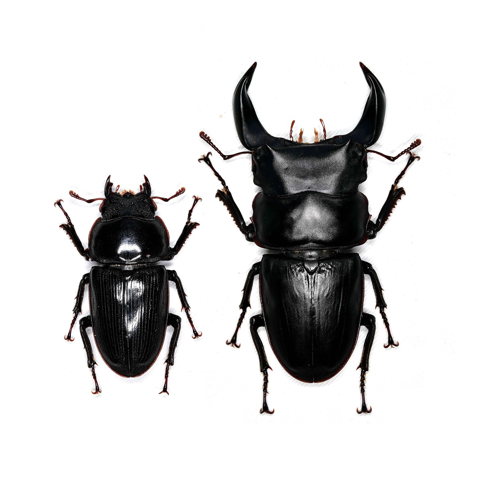 

BACALYSO Nirvana Hopei Ooku Stag Beetle Figure Male Female Refrigerator Sticker Magnetic Ornament Magnet Real Adult Illustrated Guide Wild Insect