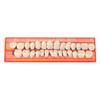 28PcsSet Resin Teeth Model Durable Dentures Universal Resi False Teeth