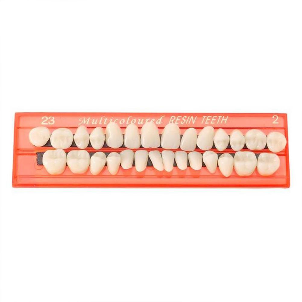 28PcsSet Resin Teeth Model Durable Dentures Universal Resi False Teeth