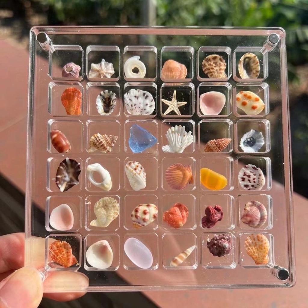 Natural Mini Conch, Shell Starfish, High Transparency Acrylic Storage Box, Material Box, Micro Shell Sand Specimen, Seaside Gift