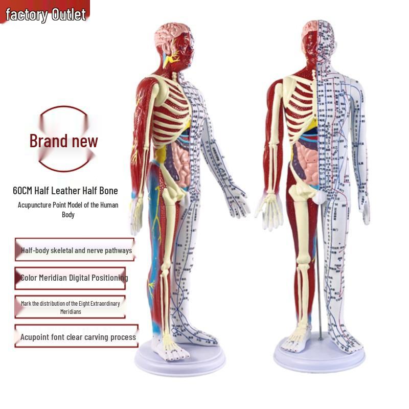 60cm TCM Acupuncture Teaching Model: Human Meridian Acupoint, Half-Skin/Half-Muscle Anatomical Model.