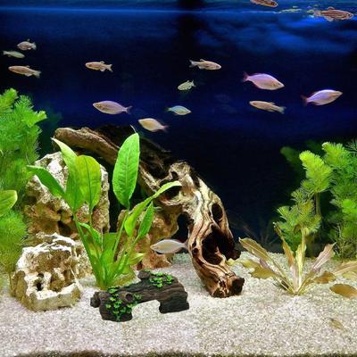 Fische & Meerestiere – Aquarien-Einrichtung