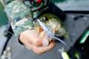 SHIMANO Bantam Bt Bait 99SS Kyoringill 013 Freshwater Lure Plug for and Rivers (SHIMANO) ZR-599T Bass, Lakes, Dams, Ponds,