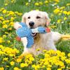 Indestructible Dog Toys For Aggressive Chewers Small Medium Large Breed, Crinkle Squeaky Dog Toys Plush Dog Toy Puppy Chew Toys For Teething