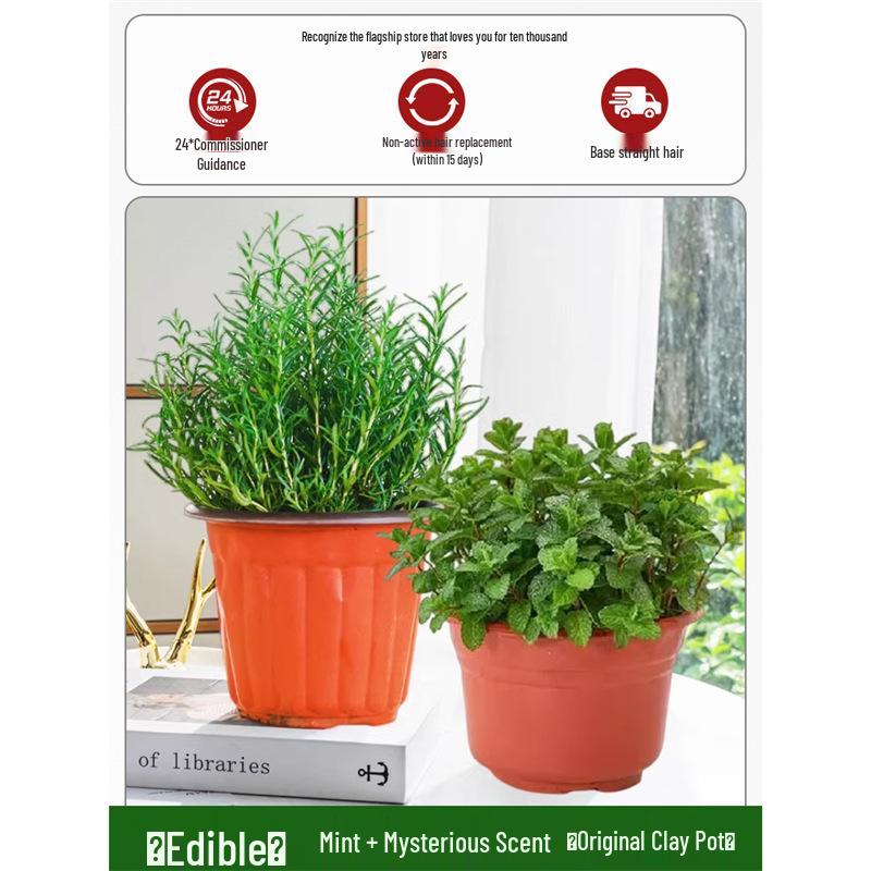 Potted Rosemary and Mint Seedlings: Edible, Mosquito-Repellent Herbs for Indoor Use
