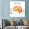 Human Organs Brain Liver Heart Anatomy Poster Print Canvas Painting Human Body Map Medical Classroom Office Room Home Decoration