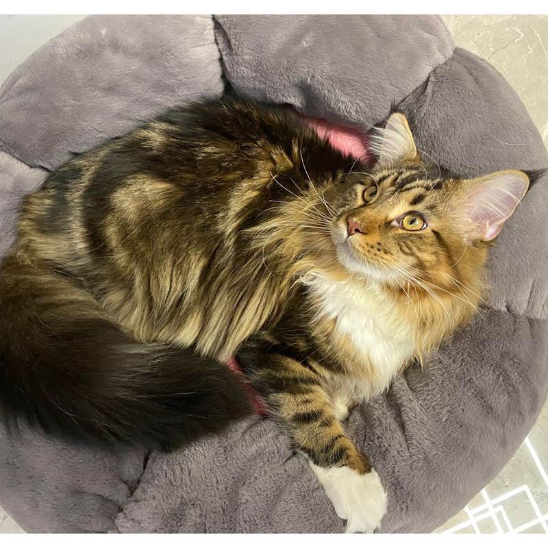 Hundestreu, Katzenstreu, Komfort, vier Jahreszeiten, universeller Katzenstreu, Teddy, Corgi, kleine Hunde, Komfort, warmes Hundezubehör, Bett, Haustiermatte