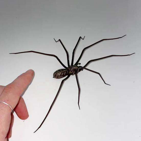 2 Pcs Spider Fridge Magnet Realistic Spider Figurine Removable Spooky Spider Magnet for Refrigerator Garage Door Car Locker Decoration