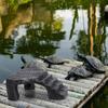 Pești și animale marine – Decorul acvariului