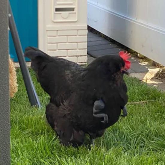 Chicken Muscle Arm Toy Funny Dinosaur Spoof Pet Props Chicken Forelimb Decor Fighting Chicken Photo Shoot Prop Halloween Birthdays Supplies