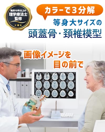 KIYOMARU Color Cervical Skull Model, Human Body Model, Skull Model, Supervised by a Physical Therapist, Life-Size, Includes Nerves and Vertebral Arter