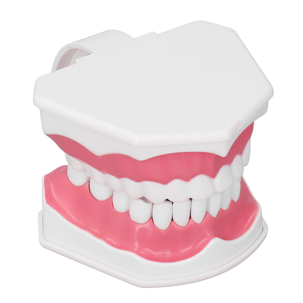 Teeth Model Tooth Brushing Practice Dental Teaching Study Tool with Brush Set Kit