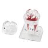 Hard Dental Anatomical Structure Separable Tooth Disintegration Ornaments  Gift