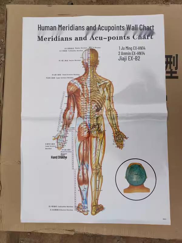Comprehensive Acupoint Diagram: Human Body, Ear, Foot, Sole & Palm Charts for Massage Therapy and Tuina