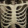 Movable Human Body Bone Simulation Full Life Size Human Skeleton Ornament Horror Party Halloween Decorations Haunted House Props