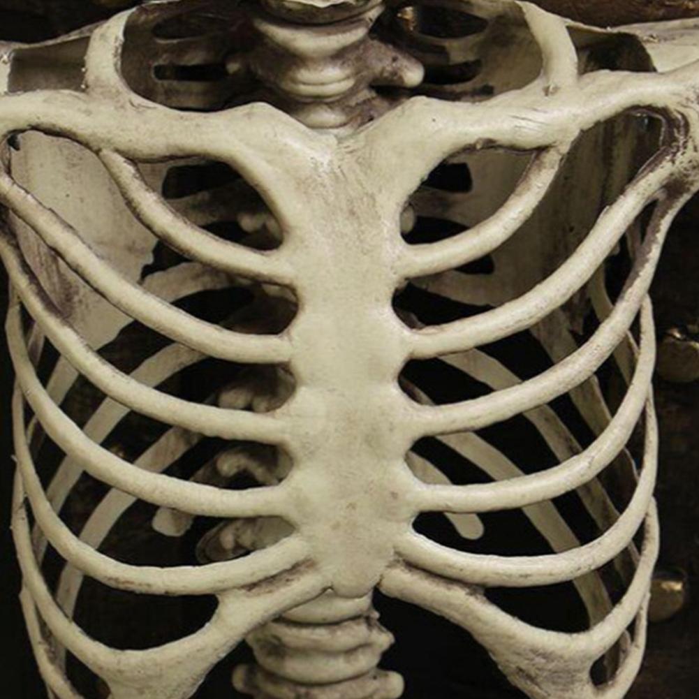 Movable Human Body Bone Simulation Full Life Size Human Skeleton Ornament Horror Party Halloween Decorations Haunted House Props