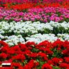 Geranium Essential Oil 100% Natural Original 30ml