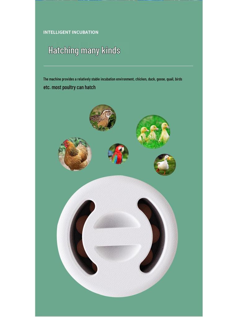 Dual-Power Automatic Water-Bed Incubator for Chicks and Quails