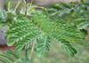 SAFLAX Peacock Shrub - 10 Seeds - Caesalpinia Gillesii