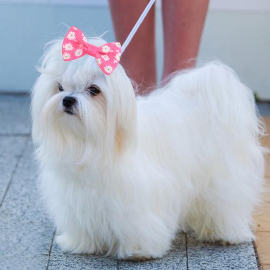 Pet Small Hair Bows with Rubber Bands Handmade Hair Bowknot Pet Accessories for Dog Puppy And Cat Grooming Supplies