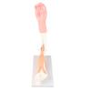 Arm Moving Model Anatomical Elbow Joint Motion Model Primary School Teaching Accessory