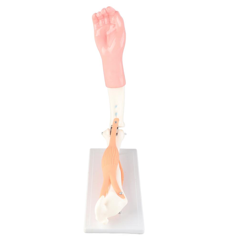 Arm Moving Model Anatomical Elbow Joint Motion Model Primary School Teaching Accessory