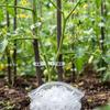 Plant Support Clips Plastic Vine Ties for Home Tomato Cucumber Gardening Use
