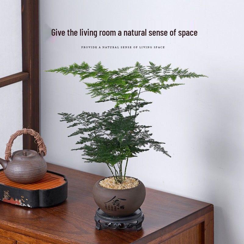 Pre-owned Fengwen Bamboo Indoor Potted Plant – Year-round Green Bonsai for Easy Care In Living Rooms or Offices.