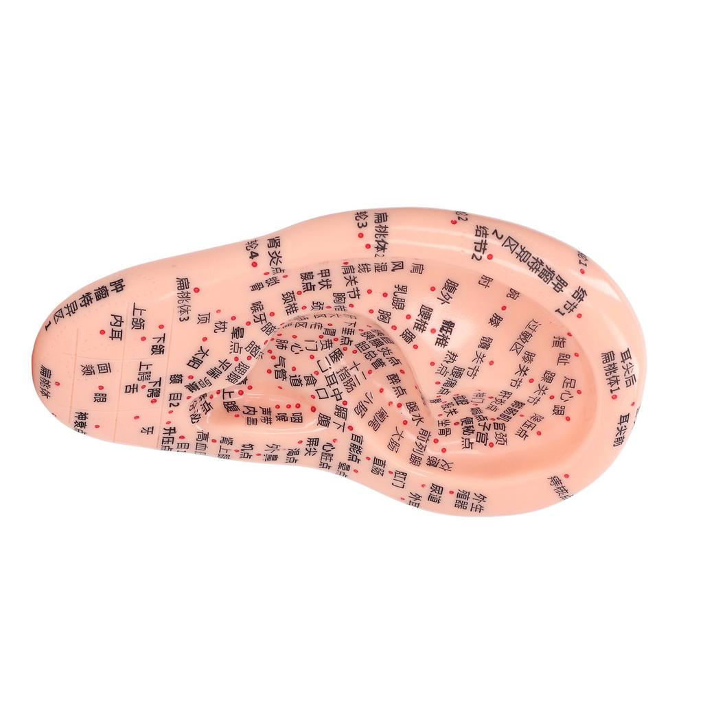 6.7in Ear Acupuncture Model Silicone Engraving Ear Massage Acupuncture Model for Home Laboratory