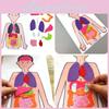 DIY Menschliche Organerkennung Vliesstoff Lehrmaterial-Set für Kinder Wissenschaftsexperiment Materialset