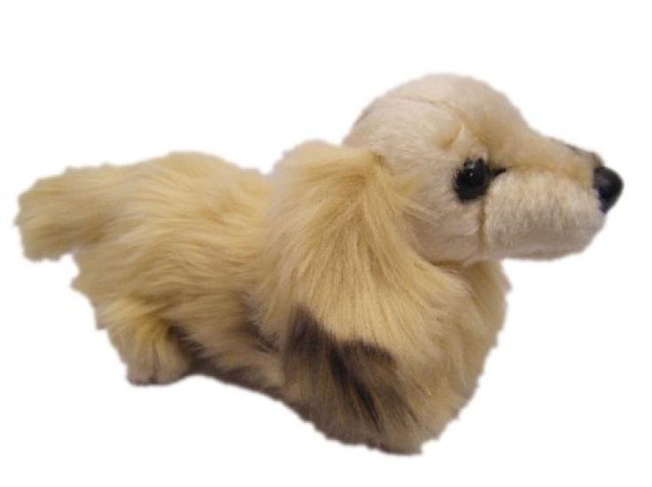 

Oriental Toy Miniature Dachshund Cream