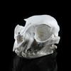 Realistic Cat Skull, Resin Skeleton Head Scale Model Decorations, Skull Statue for Home Decor Halloween Decoration Crafts