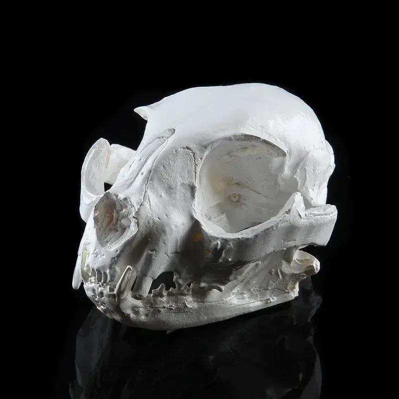 Realistic Cat Skull, Resin Skeleton Head Scale Model Decorations, Skull Statue for Home Decor Halloween Decoration Crafts