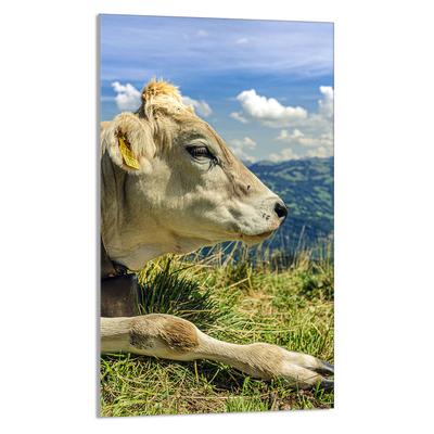 SZKLANA DESKA DO KROJENIA 30x52 Krowa