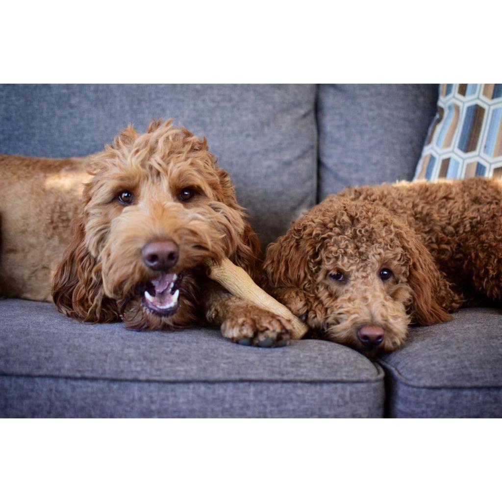 Petstages Woody Tough Stick Medium PTPS217