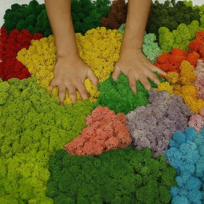 Künstliche Pflanze, ewiges Leben, Moos / Garten, Heimdekoration, Wand, DIY, Blumenmaterial, Mini-Garten, Mikro-Landschaft, Zubehör