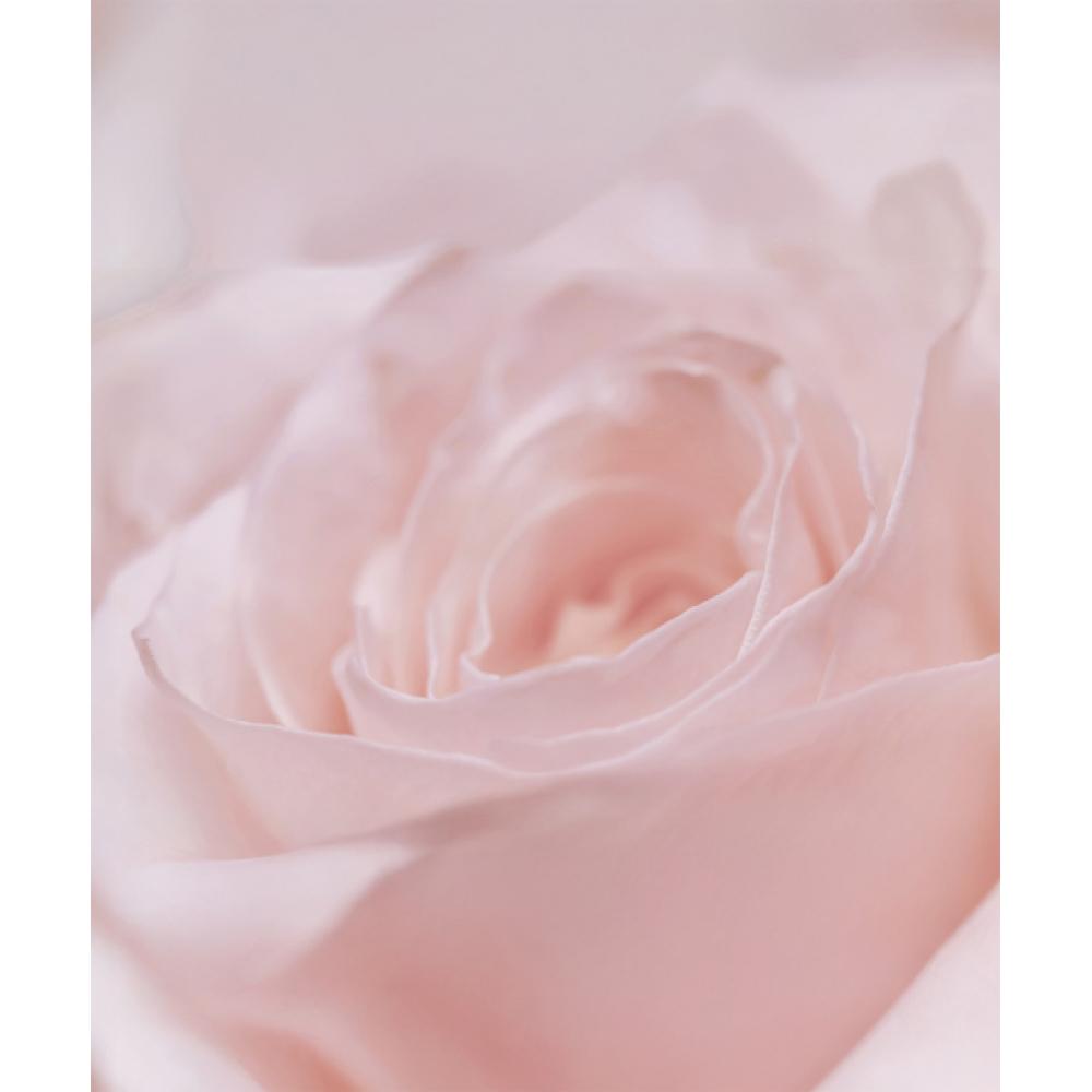 Thim Beauty Rose Pdrn Radiance Mist 100ml