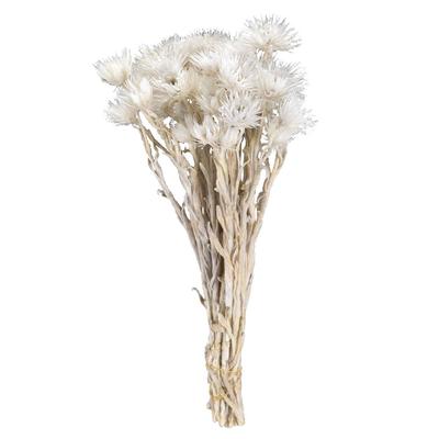 Daichi Farm Dried Flower Mini Silver Daisy White (approximately 25g) DO032001-011