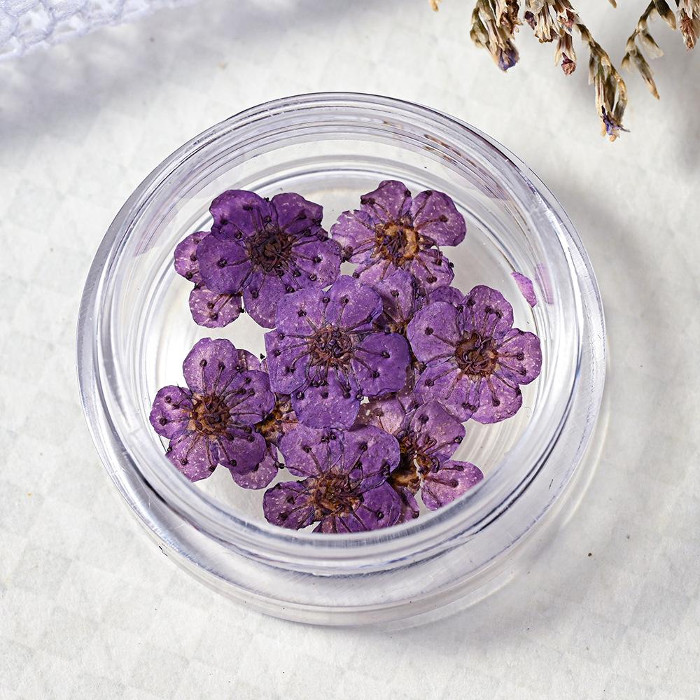 10PCS/Box Small Daffodil Dried Flower for Nail Art Decorations Natural Real Pressed Flower Making up Phone Case Mold Making