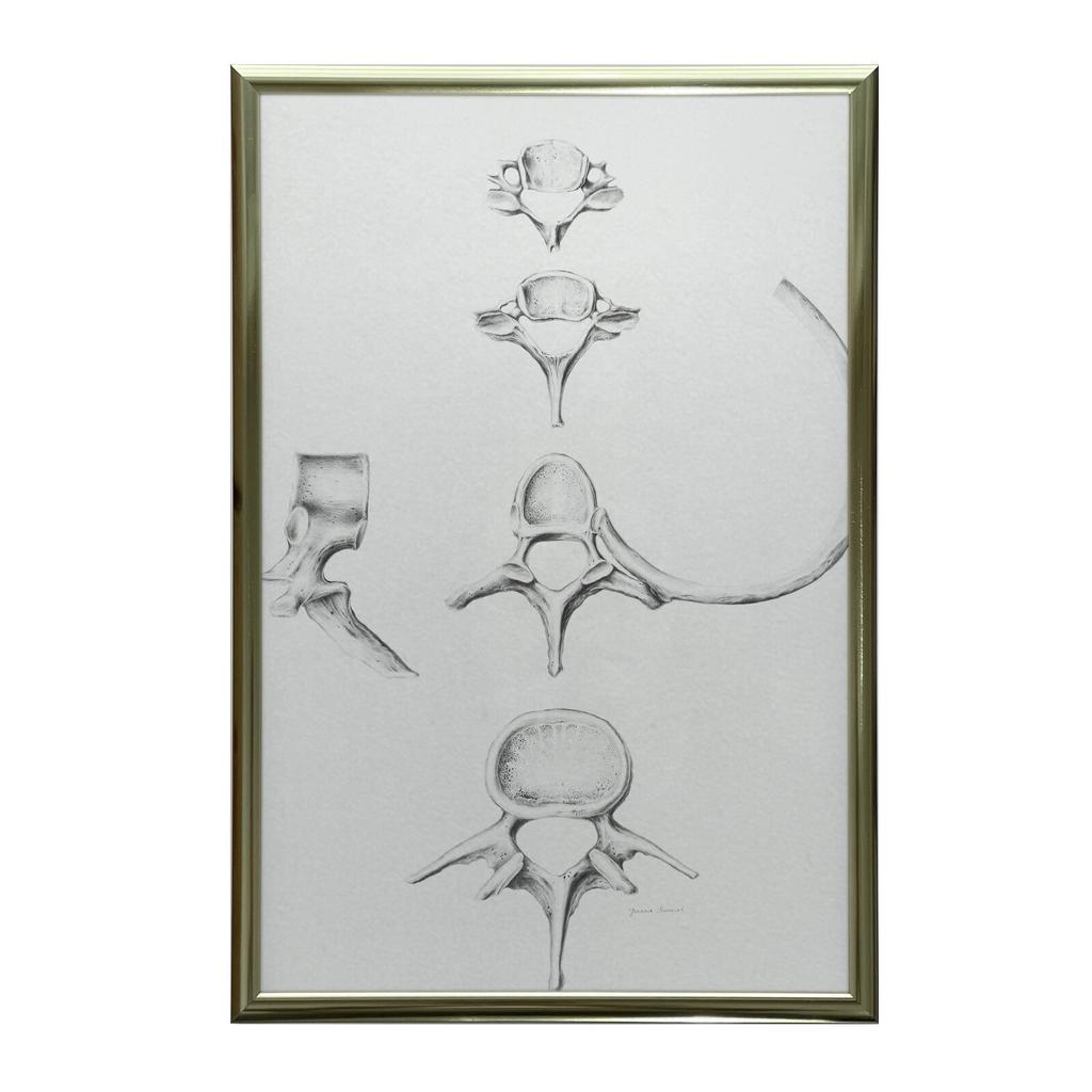 Kręgosłup W Szczegółach: Anatomia C6, C7, Th5 I L4 - Plakat Anatomiczny Kręgosłup W Szczegółach: Anatomia C6, C7, Th5 I L4 - Plakat Anatomiczny, 50X70