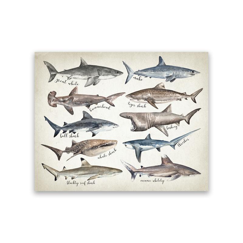 Sharks of The World Art Canvas Prints Great White Shark Poster Mako Hammerhead Tiger Bull Basking Whale Painting Bathroom Decor