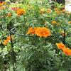2PCS Half-Ring Plant Support Stakes U-Shaped Plant Pot Frame Plant Climbing Trellis  Garden