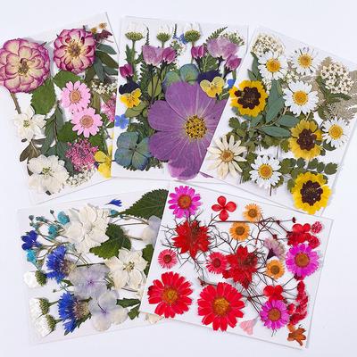 Pressed Dried Flowers for Resin Jewelry Making Fillings Real Natural Plant Flowers for Nail Art Decorations