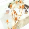 Preserved Eryngium Blue Planet Glass Dome DIY Wedding Flowers