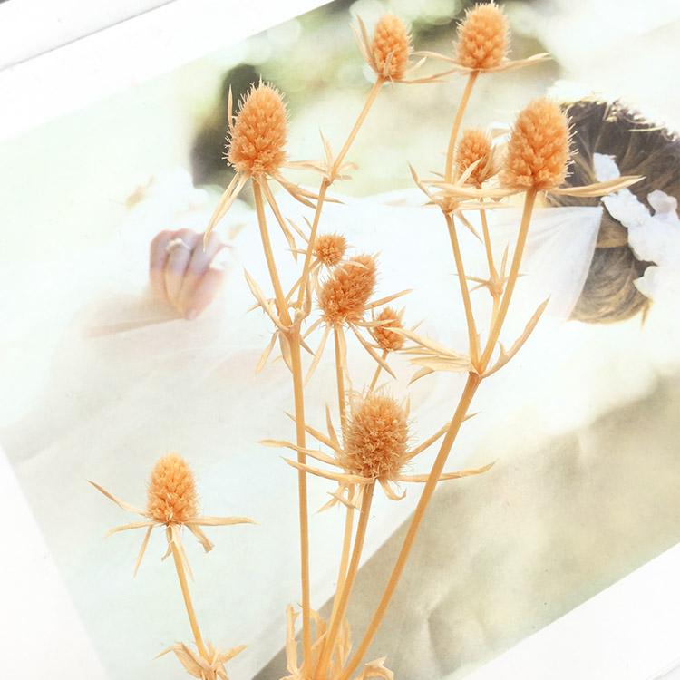 Preserved Eryngium Blue Planet Glass Dome DIY Wedding Flowers