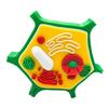Educational Animal Plant Cell Anatomy Model Animal and Plant Cell Model Biology Teaching Aid