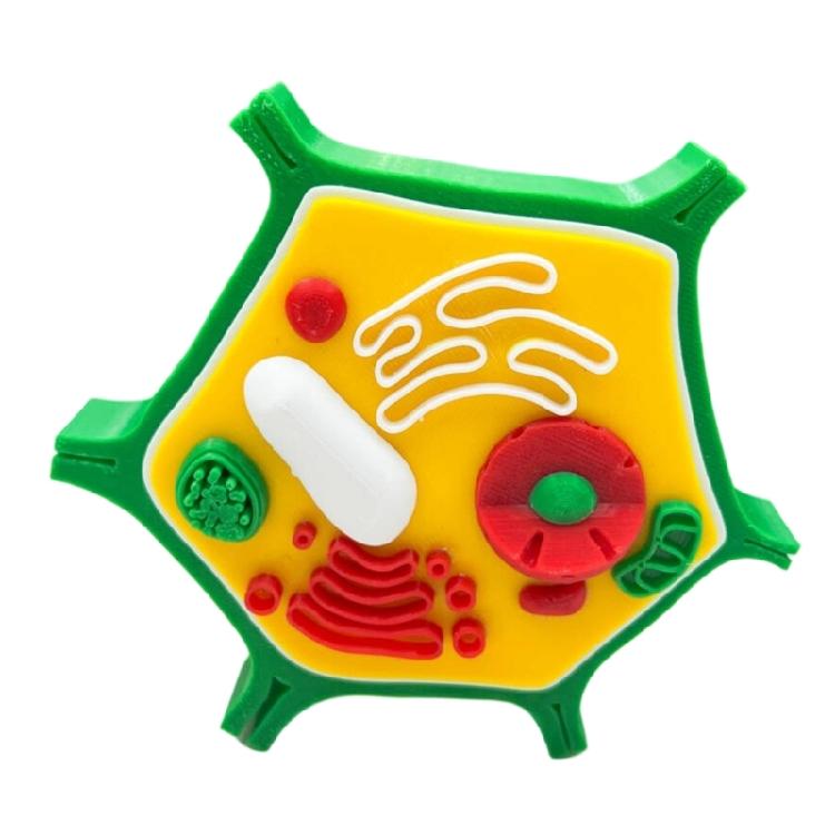 Educational Animal Plant Cell Anatomy Model Animal and Plant Cell Model Biology Teaching Aid