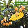 Dispositivo di Raccolta per Orto e Giardino Utensili da Giardino Cesto Profondo Testa Raccoglifrutta Comodo Raccoglitore di Frutta Raccolta di Mele Pesche