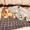 Dog Blanket Super Soft Furry Warm Fleece Flannel Star Print Pet Blankets Machine Washable for Small Medium Large Dog