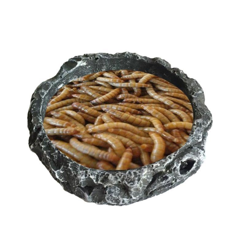 Bowls Small Resin Water Feeder Bowl Worm Feeding Dish for Lizard